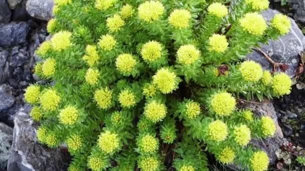 Rhodiola Rosea Commonly Golden Root Rose Root Roseroot Growing Parvati — Stock Video