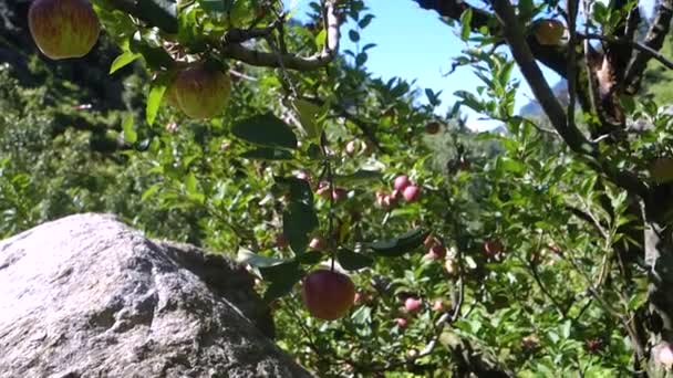 リンゴは美しい自然の背景を持つ果樹園で木にぶら下がっています クルー ヒマカル プラデシュ州インド — ストック動画
