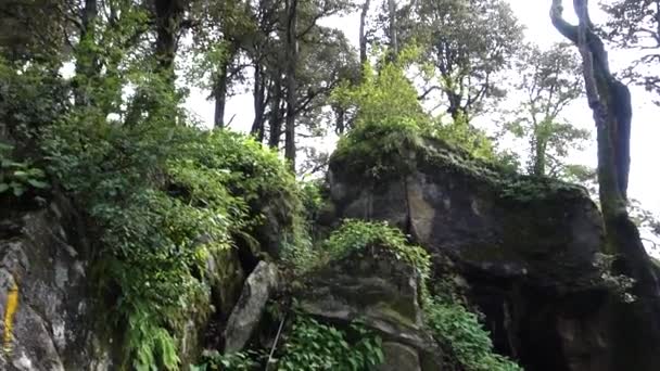 Himachal Pradesh Teki Himalayalar Yukarısındaki Orman Yavaş Hareket Eden Kamera — Stok video