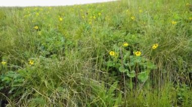 Galli gelincik, Papaver cambrikumu, Meconopsis cambrikası Himalayalar 'ın eteklerinde açan sarı çiçekler..