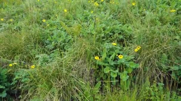 ヒマラヤ山脈の麓に咲く黄色の花を咲かせるウェールズケシ パパバー カンブリクムと同義です — ストック動画