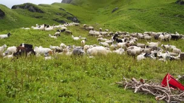 Herd Van Mountain Sheep Lamb Bij Shrikhand Mahadev Yatra Trail — Stockvideo