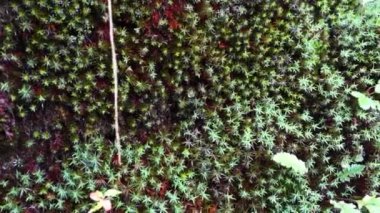 Yakın çekim Polytrichum juniperinum, yaygın olarak ardıç saç kepi olarak bilinir veya Himalaya 'nın Himachal Pradesh Hindistan bölgesinde ardıç politrikum yosunu..