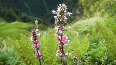 Morina longifolia, Himalayalar 'ın orospuçiçeği ya da Himalayalar' da uzun süre terk edilmiş, arka planda dağlar ve manzaralar olan fahişe çiçekleri..
