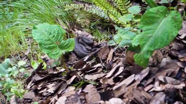 在德奥达尔森林中 Gloydius Himalayanus也被称为喜马拉雅山坑毒蛇或喜马拉雅山毒蛇 喜马偕尔邦喜马拉雅山脚下的小山 — 图库视频影像
