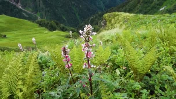 モリナ ロンギフォリア Morina Longifolia ヒマラヤの山や風景を背景にした ヒマラヤの世界花や長葉の世界花 — ストック動画