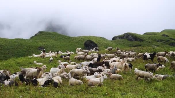 Herd Mountain Sheep Lamb Shrikhand Mahadev Yatra Trail Kullu Himachal — Stock Video