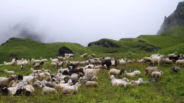 Herd Mountain Sheep Lamb Shrikhand Mahadev Yatra Trail Kullu Himachal — Αρχείο Βίντεο