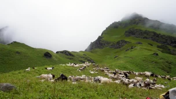 Herd Mountain Sheep Lamb Shrikhand Mahadev Yatra Trail Kullu Himachal — Αρχείο Βίντεο