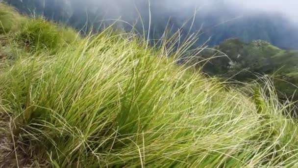 在印度喜马偕尔邦喜马拉雅山地区的高山草甸中发现了黑色的喜马拉雅山绿草 — 图库视频影像