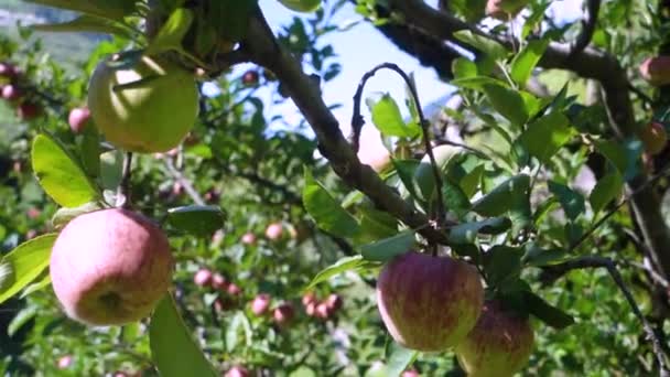Jablka Visící Stromě Sadu Krásným Přírodním Pozadím Kullu Himachal Pradesh — Stock video
