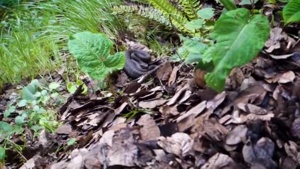 Gloydius Himalayanus También Conocida Como Serpiente Víbora Del Himalaya Víbora — Vídeo de stock