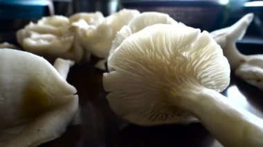 Yakın plan İstiridye Mantarı. Pleurotus ostreatus, istiridye mantarı, istiridye mantarı veya hiratake, yenebilir bir mantar türüdür..