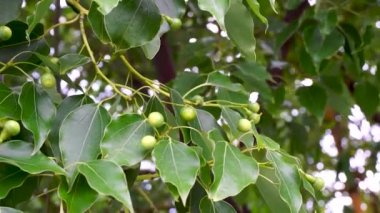 Kafur defne tohumu ve yaprakları yakından çek. Cinnamomum camfora, Kafur ağacı, Kafur ağacı veya Kafur defne adı altında bilinen bir ağaç türü..