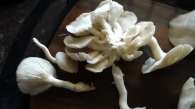 Yakın plan İstiridye Mantarı. Pleurotus ostreatus, istiridye mantarı, istiridye mantarı veya hiratake, yenebilir bir mantar türüdür..