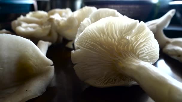 Primer Plano Oyster Mushrooms Pleurotus Ostreatus Hongo Ostra Hongo Ostra — Vídeo de stock