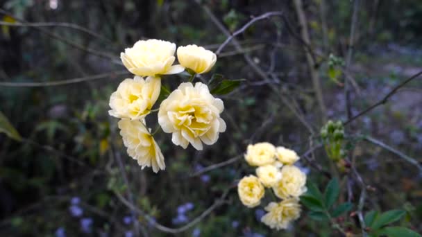 Ένα Κοντινό Πλάνο Κίτρινα Τριαντάφυλλα Στον Κήπο Τριαντάφυλλα Στον Κήπο — Αρχείο Βίντεο