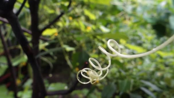 Vine Climbing Plant Tendrils Isolated Indian Garden Out Focus Natural — Stock Video