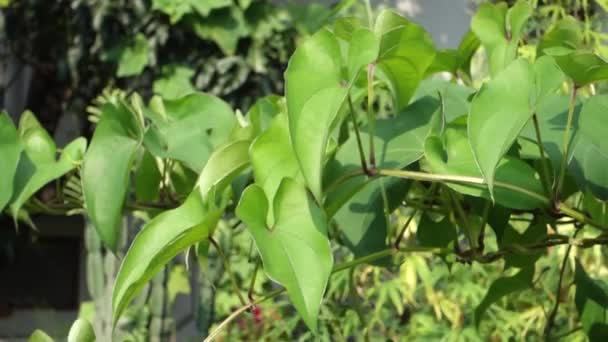 Close Shot Dioscorea Batatas Igname Chine Vine Plantas Trepadoras Hortícolas — Vídeos de Stock