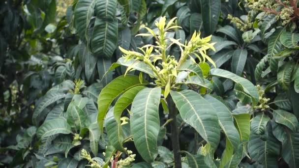 マンギフェラ Mangifera はマンゴーとして知られる 小さなマンゴとその花の実を結ぶ木のショット — ストック動画