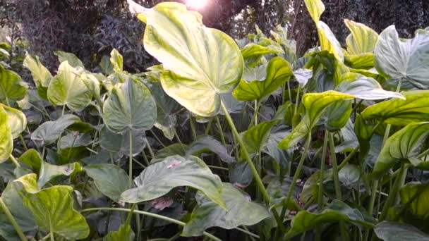 자이언트 알로카시아 Giant Taro Alocasia Macrrrrrrrrrrorhizos 꽃식물의 일종이다 — 비디오