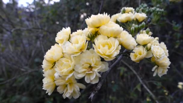 Primer Plano Rosas Jardín Amarillo Rosas Jardín Son Predominantemente Rosas — Vídeos de Stock