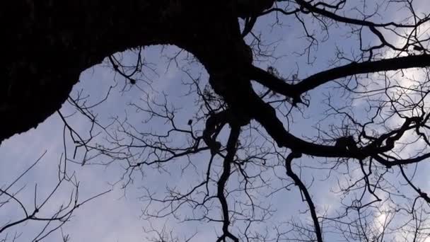 一株高大的褐色大树 树皮柔软 有多个分枝 没有叶子 印度Uttarakhand丛林 — 图库视频影像
