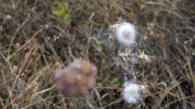 Dandelions, Taraxacum is a large genus of flowering plants in the family Asteraceae, which consists of species commonly known as dandelions. India.