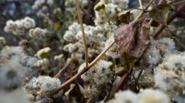 Petasites frigidus, the Arctic sweet coltsfoot or Arctic butterbur, is a species of flowering plant in the family Asteraceae. Uttarakhand India.