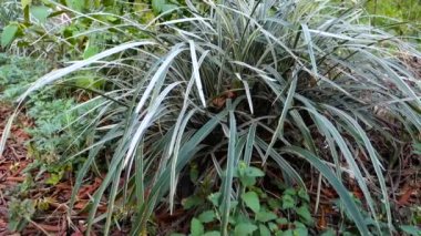 Dianella Tasmanica 'ya yakın çekim, genellikle Tazman keten zambağı ya da Tazmanya zambağı olarak bilinir. Hindistan 'daki Botanik Bahçesi