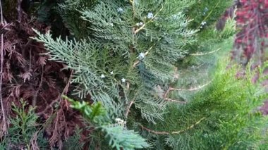 Bir thuja bitkisinin yakından çekimi. Thuja, kozalaklı ağaçların veya Cupressaceae 'deki çalıların bir cinsidir..