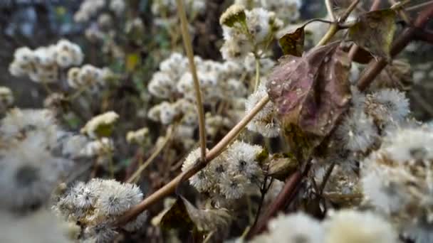 Petasites Frigidus Arctic Sweet Coltsfoot Arctic Butterbur Species Flowering Plant — Vídeos de Stock