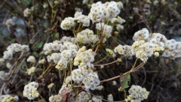 Petasites Frigidus Arctic Sweet Coltsfoot Arctic Butterbur Species Flowering Plant — Wideo stockowe