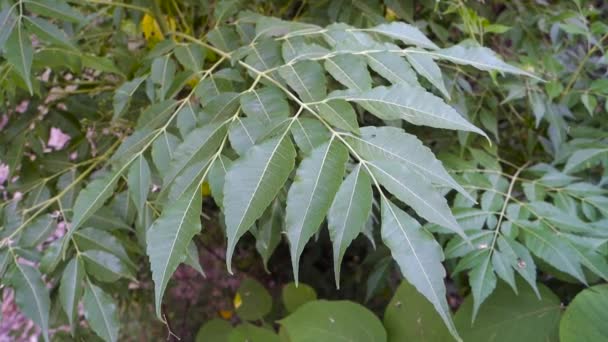 Murraya Koenigii Bergera Koenigii Uma Árvore Tropical Subtropical Família Rutaceae — Vídeo de Stock