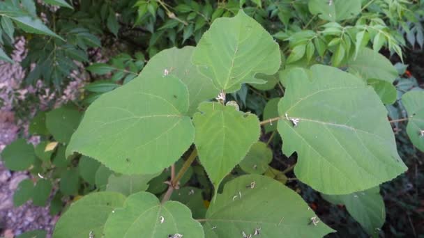 Листя Ampelopsis Glandulosa Var Короткі Дюнкулати Поширеними Назвами Порцелянова Ягода — стокове відео