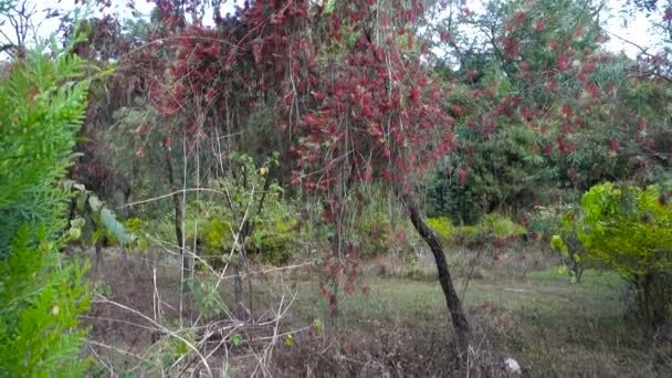 Crimson Bottlebrush Callistemon Citrinus Είναι Ένα Φυτό Της Οικογένειας Myrtaceae — Αρχείο Βίντεο