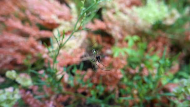 Ένα Κοντινό Πλάνο Μιας Αράχνης Που Τρώει Μια Μύγα Κολλημένη — Αρχείο Βίντεο