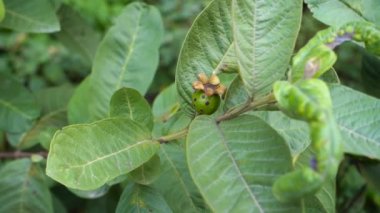 Genç guava meyvelerinin asılı olduğu yakın plan bir fotoğraf. Hint çiftliğindeki organik guava bitkileri.