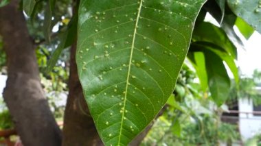 Mango yaprakları mikrop kapmış. Hint bahçesinde mango yaprağı safra suyu (Erosomyia mangiferae)..