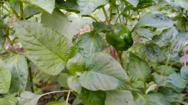 Kızılderili bahçesinde yetişen bir Capsicum bitkisi ya da yeşil dolma biber. Organik olarak yetişmiş yeşil dolmalık biber asılı..