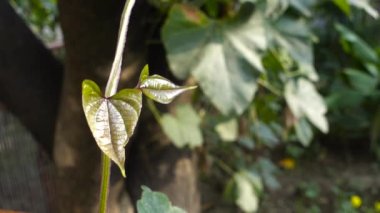 Dioscorea batatas (Igname de Chine) yaprakları ve sarmaşığı yakından çek. Hint bahçesindeki bahçeye tırmanma bitkileri..