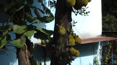 Ağaçta asılı duran Jack meyvelerine (Artocarpus heterophyllus) yaklaş. Dehradun Şehri Hindistan. Jack Tree, incir, dut ve ekmek meyvesi familyasından bir ağaç türüdür..