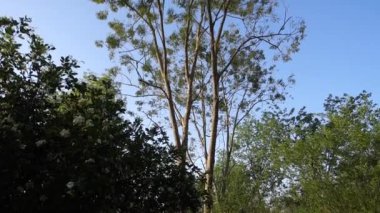 Hint ormanlarında yetişmiş bir Kashi ağacı. Çeşitli Japon meşe ağaçları. dehradun, Uttarakhand Hindistan.