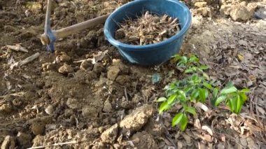 Kürekle zerdeçal kökü çıkarma işlemi. Uttarakhand Hindistan.