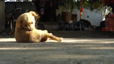 14 Ekim 2022, dehradun Hindistan. Şirin kahverengi bir köpek kendini tırmalayıp ısırıyor..