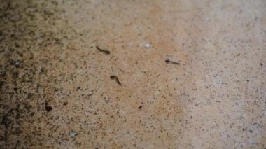 Durgun suda yüzen sivrisinek larvaları. Dehradun Şehri, Hindistan.