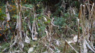 Kurumuş muz ağaçları susuzluktan mahsul verir. Uttarakhand Hindistan.