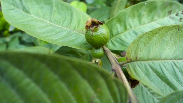 若いグアバの果物がぶら下がっている インドのプランテーション農場で有機グアバ植物 — ストック動画