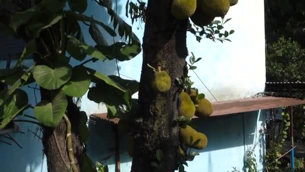 Närbild Jack Frukter Artocarpus Heterophyllus Hängande Ett Träd Dehradun City — Stockvideo