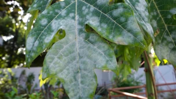 Frunzele Papaya Infectate Mucegai Pulbere Mucegaiul Pulbere Apare Asemenea Papaya — Videoclip de stoc